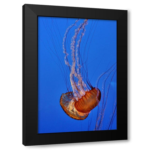 Graceful Jellyfish in Aquarium Black Modern Wood Framed Art Print with Double Matting by Miller, Anna