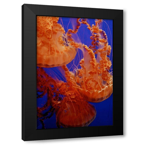 Graceful Jellyfish in Aquarium Black Modern Wood Framed Art Print with Double Matting by Miller, Anna