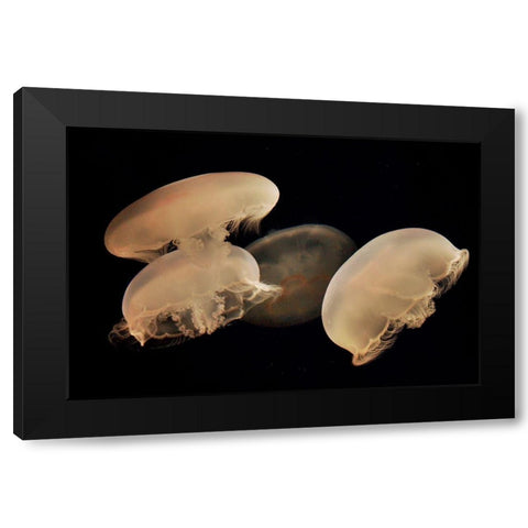 Graceful Jellyfish in Aquarium Black Modern Wood Framed Art Print with Double Matting by Miller, Anna