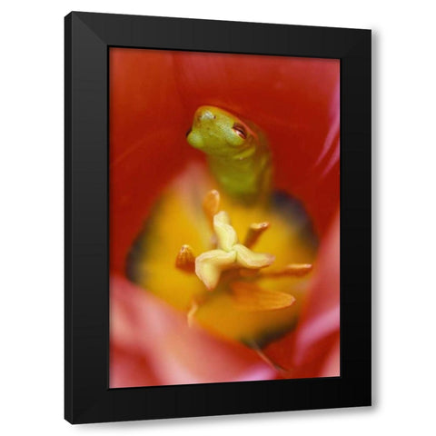 Frog In Tulip Black Modern Wood Framed Art Print with Double Matting by Rotenberg, Nancy