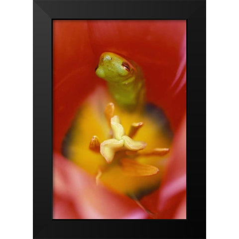 Frog In Tulip Black Modern Wood Framed Art Print by Rotenberg, Nancy