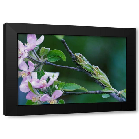 Two Frogs on Branch Black Modern Wood Framed Art Print by Rotenberg, Nancy