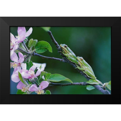 Two Frogs on Branch Black Modern Wood Framed Art Print by Rotenberg, Nancy