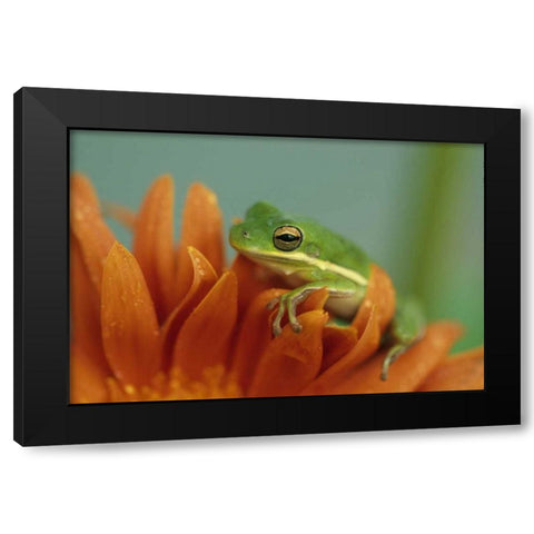 Green Tree Frog on Flower in garden Black Modern Wood Framed Art Print with Double Matting by Rotenberg, Nancy