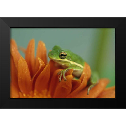 Green Tree Frog on Flower in garden Black Modern Wood Framed Art Print by Rotenberg, Nancy