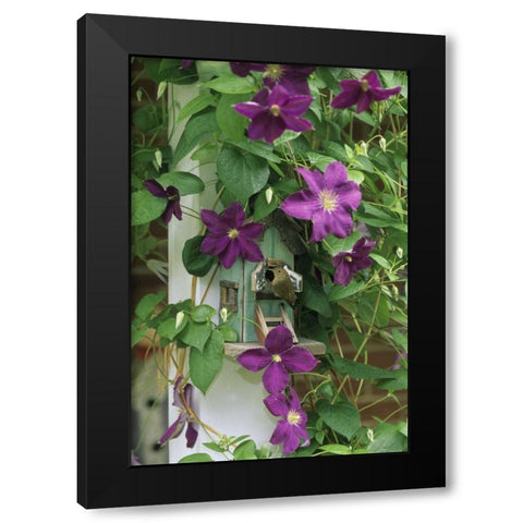 Wren in birdhouse in clematis vine Black Modern Wood Framed Art Print with Double Matting by Rotenberg, Nancy