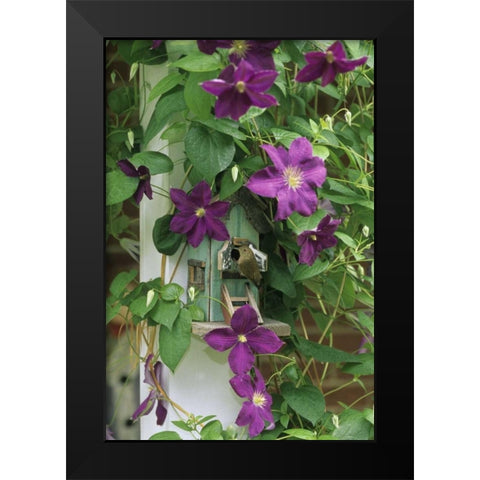 Wren in birdhouse in clematis vine Black Modern Wood Framed Art Print by Rotenberg, Nancy