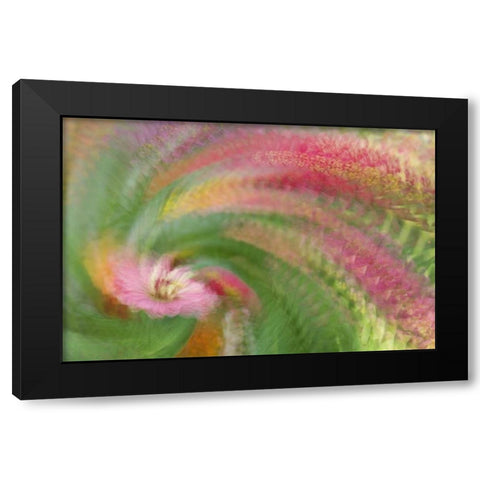 Abstract swirl of pink flower Black Modern Wood Framed Art Print by Anon, Ellen