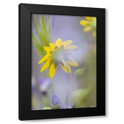 Close-up of wildflowers Black Modern Wood Framed Art Print with Double Matting by Anon, Ellen