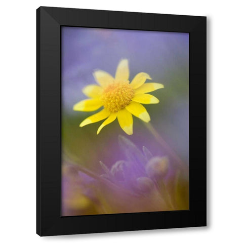 Soft focus of yellow flower among purple flowers Black Modern Wood Framed Art Print with Double Matting by Anon, Ellen