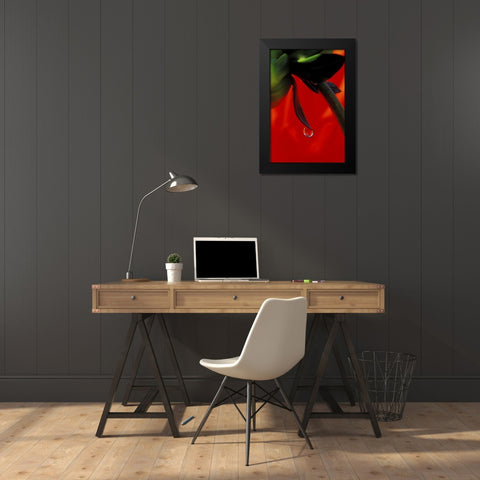 Red dahlia in a dew drop Black Modern Wood Framed Art Print by Kirkland, Dennis