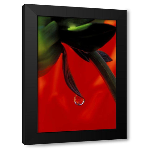 Red dahlia in a dew drop Black Modern Wood Framed Art Print by Kirkland, Dennis