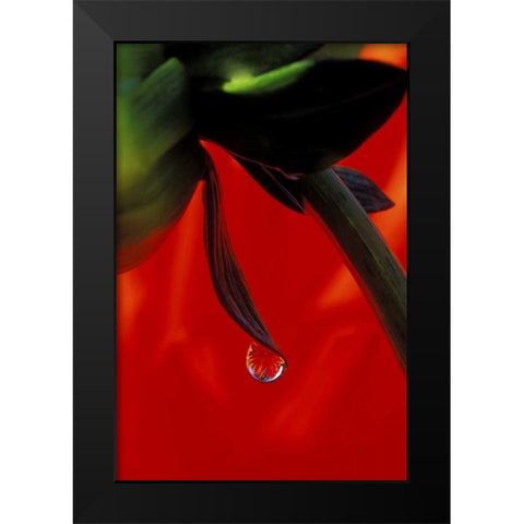 Red dahlia in a dew drop Black Modern Wood Framed Art Print by Kirkland, Dennis