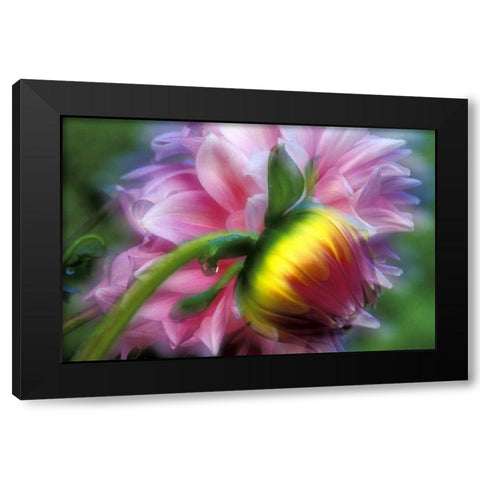 Abstract of dahlia and bud Black Modern Wood Framed Art Print by Kirkland, Dennis