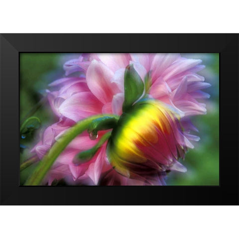 Abstract of dahlia and bud Black Modern Wood Framed Art Print by Kirkland, Dennis