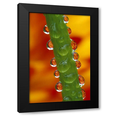 Flowers reflected in dew drops on dahlia stem Black Modern Wood Framed Art Print by Kirkland, Dennis