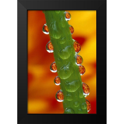Flowers reflected in dew drops on dahlia stem Black Modern Wood Framed Art Print by Kirkland, Dennis