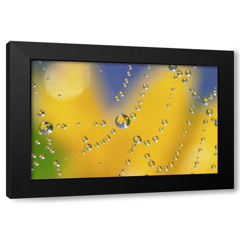 Web with dew reflecting black-eyed Susan flower Black Modern Wood Framed Art Print by Satushek, Steve