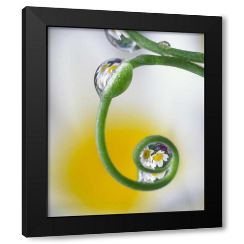 Dew on pea tendril reflecting daisy flowers Black Modern Wood Framed Art Print by Satushek, Steve