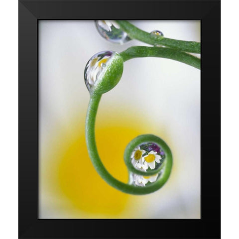 Dew on pea tendril reflecting daisy flowers Black Modern Wood Framed Art Print by Satushek, Steve