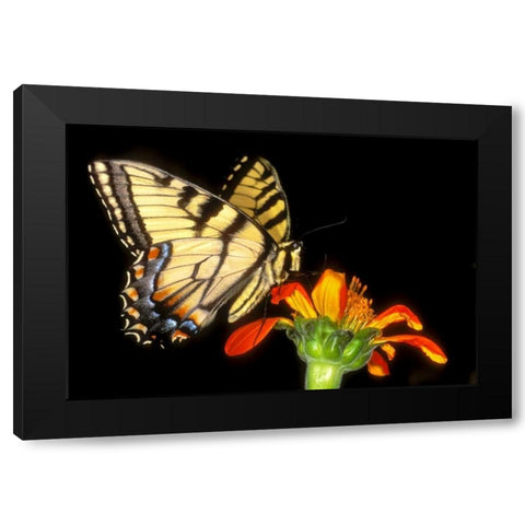 Western tiger swallowtail butterfly on flower Black Modern Wood Framed Art Print with Double Matting by Welling, Dave