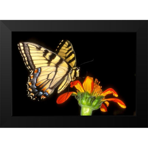 Western tiger swallowtail butterfly on flower Black Modern Wood Framed Art Print by Welling, Dave