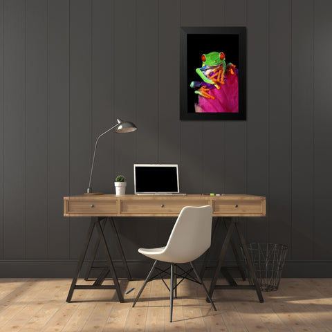 Captive red-eyed tree frog on bromeliad flower Black Modern Wood Framed Art Print by Welling, Dave