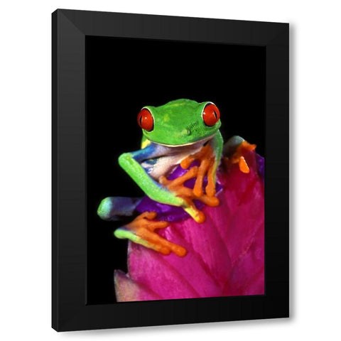Captive red-eyed tree frog on bromeliad flower Black Modern Wood Framed Art Print by Welling, Dave