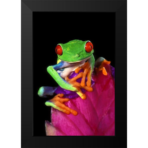 Captive red-eyed tree frog on bromeliad flower Black Modern Wood Framed Art Print by Welling, Dave