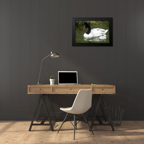 Black-necked swan adult and cygnets in water Black Modern Wood Framed Art Print by Welling, Dave