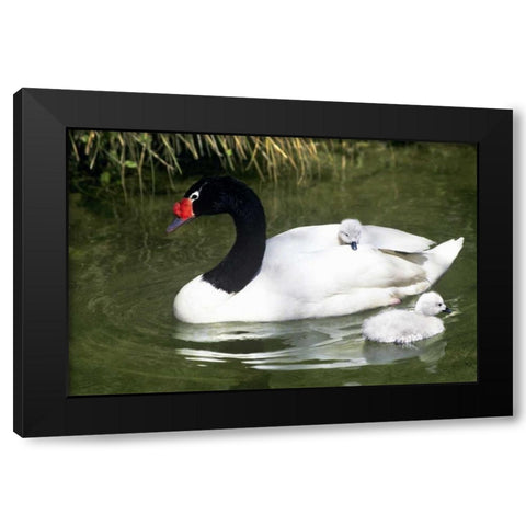 Black-necked swan adult and cygnets in water Black Modern Wood Framed Art Print by Welling, Dave