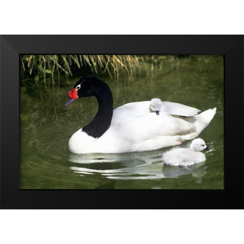 Black-necked swan adult and cygnets in water Black Modern Wood Framed Art Print by Welling, Dave