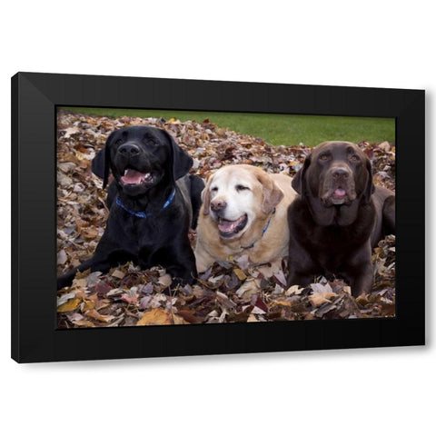 Labrador retriever dogs in a pile of leaves PR Black Modern Wood Framed Art Print by Kaveney, Wendy