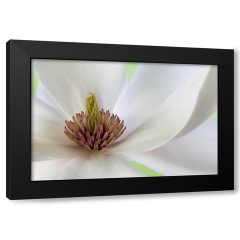 Detail of magnolia flower Black Modern Wood Framed Art Print by Paulson, Don