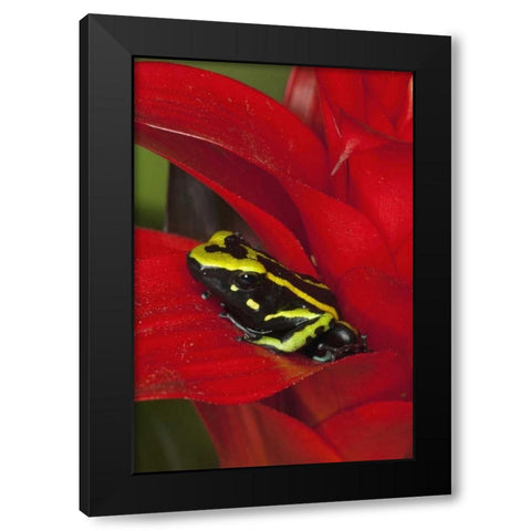 Amazon Basin Three-stripe dart frog Black Modern Wood Framed Art Print by Flaherty, Dennis
