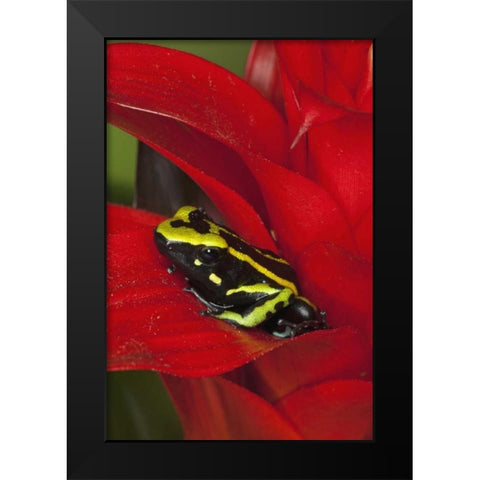 Amazon Basin Three-stripe dart frog Black Modern Wood Framed Art Print by Flaherty, Dennis