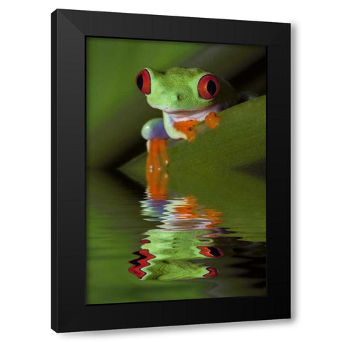 Reflection of red-eyed tree frog in water Black Modern Wood Framed Art Print with Double Matting by Flaherty, Dennis