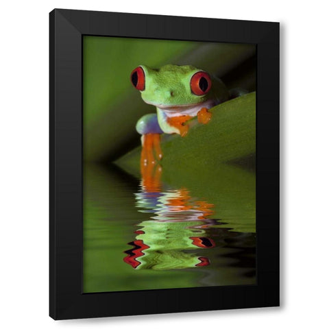 Reflection of red-eyed tree frog in water Black Modern Wood Framed Art Print by Flaherty, Dennis