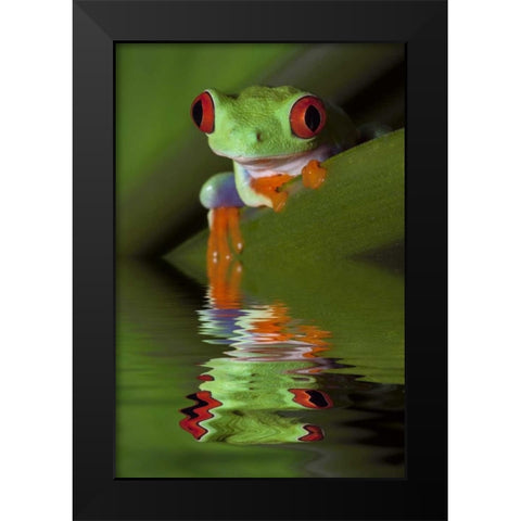 Reflection of red-eyed tree frog in water Black Modern Wood Framed Art Print by Flaherty, Dennis