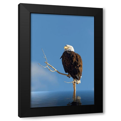 Composite of bald eagle on branch protruding from water Black Modern Wood Framed Art Print by Jaynes Gallery