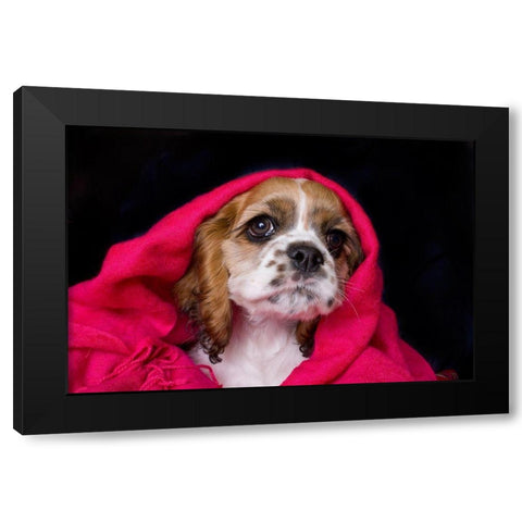Cocker spaniel puppy covered with blanket Black Modern Wood Framed Art Print with Double Matting by Jaynes Gallery