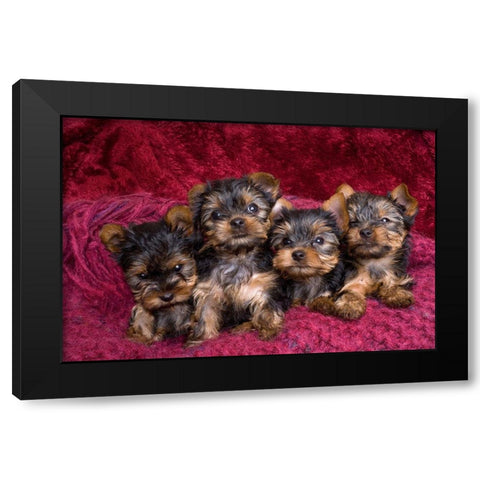 Close-up of Yorkshire terrier puppies on blanket Black Modern Wood Framed Art Print by Jaynes Gallery