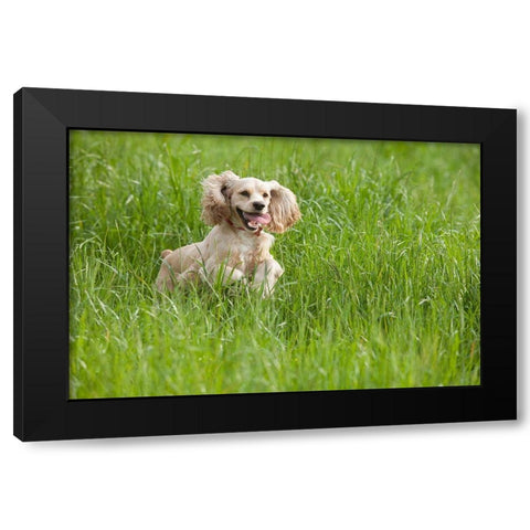 Cocker spaniel running in tall grass Black Modern Wood Framed Art Print by Jaynes Gallery