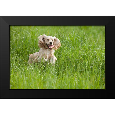 Cocker spaniel running in tall grass Black Modern Wood Framed Art Print by Jaynes Gallery