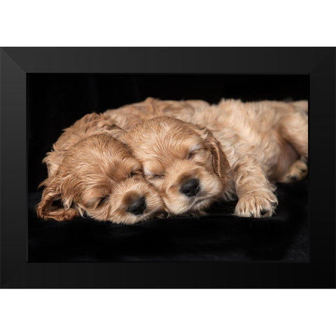 Cocker spaniel puppies sleeping Black Modern Wood Framed Art Print by Jaynes Gallery