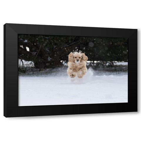 Cocker spaniel running in snow Black Modern Wood Framed Art Print by Jaynes Gallery