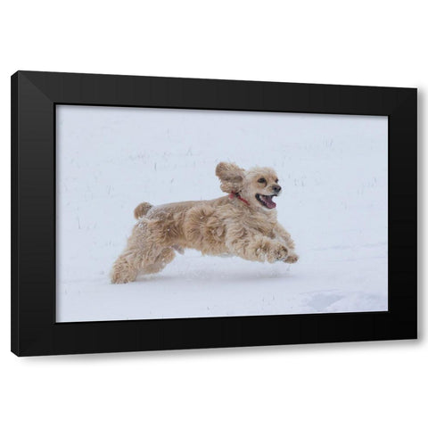 Cocker spaniel running in snow Black Modern Wood Framed Art Print by Jaynes Gallery