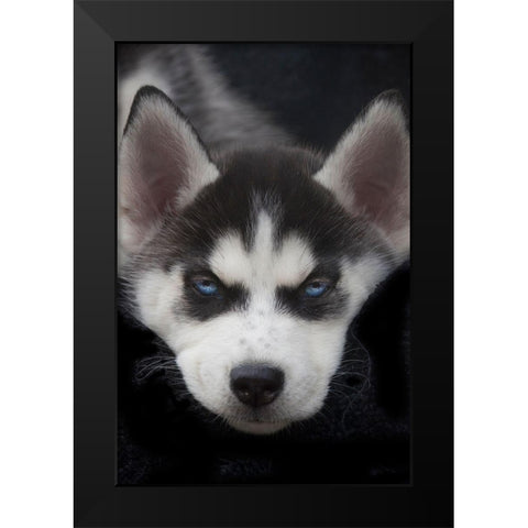 Siberian husky puppy close-up Black Modern Wood Framed Art Print by Jaynes Gallery