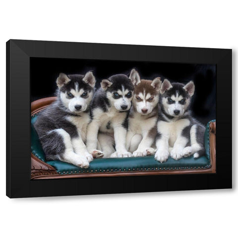 Siberian husky puppies on couch Black Modern Wood Framed Art Print by Jaynes Gallery