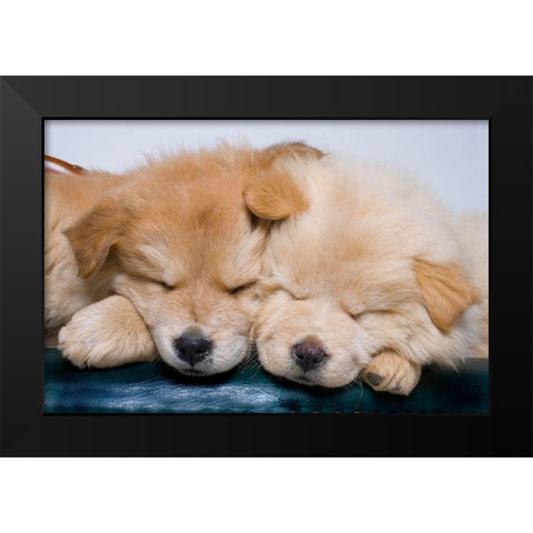 Close-up of two chow puppies sleeping Black Modern Wood Framed Art Print by Jaynes Gallery